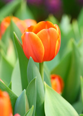 Colorful Tulips in Garden.