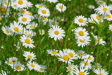Fototapeta premium field of daisies