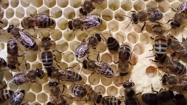 Bees take care of the larvae – their new generation.