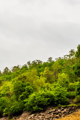 Lush Green Trees on a Mountain