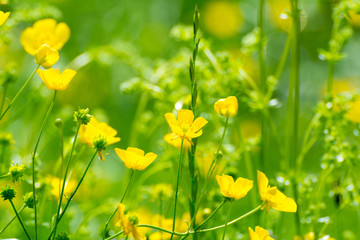 Bright buttercups on a green grass background.