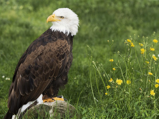 Bald Eagle on a trunk