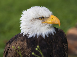 Obraz premium Portrait Bald Eagle