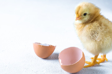 The hatched chicken and egg shell on a white background