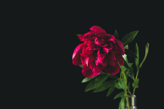 Fototapeta Red peony in a bottle with water. A still life on a black background