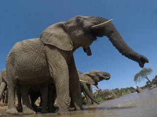 Fototapeta na wymiar African Elephant. Herd of Elephants drink a river