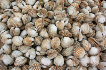 Many small seashells