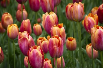 Beautiful orange and pink Tulips