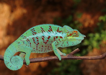 Furcifer pardalis