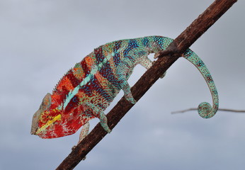 Furcifer pardalis