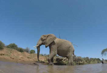 Plakat African Elephants drinking at river