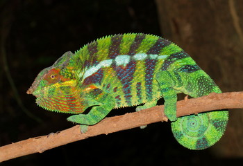 Furcifer pardalis