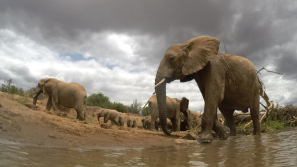 Fototapeta na wymiar African Elephants drinking at river