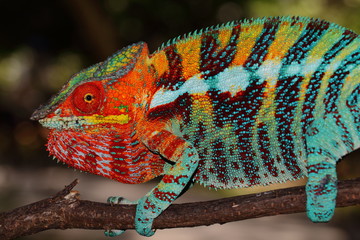 Furcifer pardalis