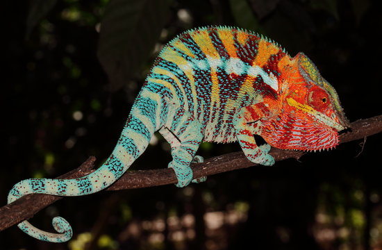Furcifer pardalis