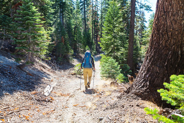 Obraz premium Hike in forest