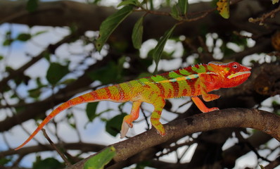 Furcifer pardalis