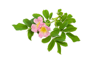 Branch of the dog-rose with two flowers close up
