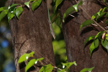 Phelsuma abbotti chekei