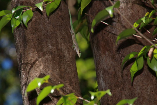 Phelsuma abbotti chekei