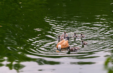 Ducks with ducklings swimming at the lake.