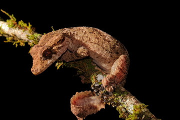 Uroplatus alluaudi