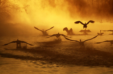 Fototapeta na wymiar Swans at the River