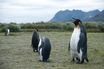 King Penguins on Salisbury plains