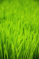 Fototapeta na wymiar Young green paddy rice plants field. Green rice seedlings leaf