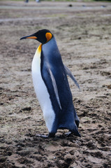 King Penguins on Salisbury plains