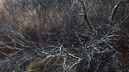 Fototapeta na wymiar Snowy Branches