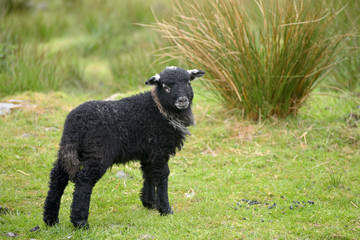 Black lamb in Great Langdale, English Lake District