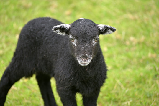 Black lamb in Great Langdale, English Lake District