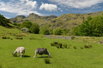 Fototapeta premium Sheep in Great Langdale, English Lake District