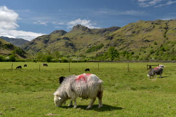 Fototapeta premium Sheep in Great Langdale, English Lake District