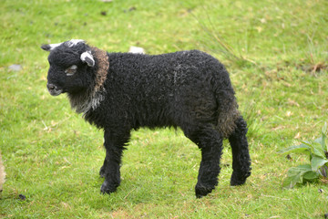 Black lamb in Great Langdale, English Lake District