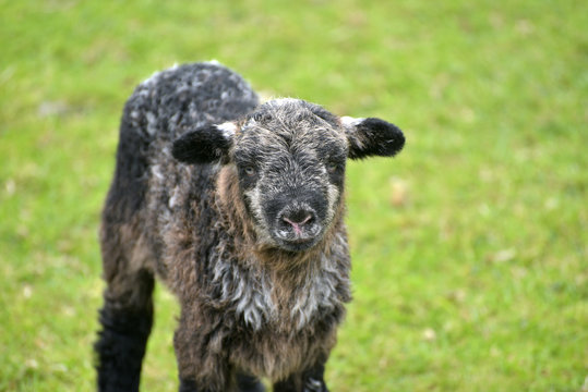 Black lamb in Great Langdale, English Lake District