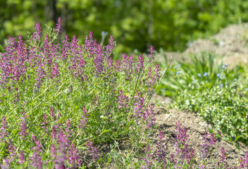 Obraz premium wild flowers closeup