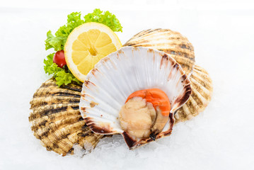 Closed and opened scallop is placed on ice