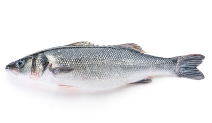 Fresh perch fish isolated on white background. Ready for cooking.