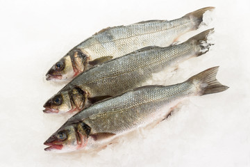 Fresh perch fish on ice. Ready for cooking.