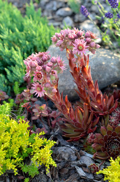 Sempervivum