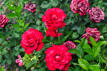 Obraz na płótnie Canvas Red roses with green leaves