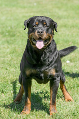 Head shot of Rottweiler .selective focus