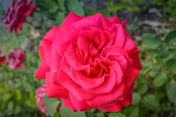 Red roses with green leaves