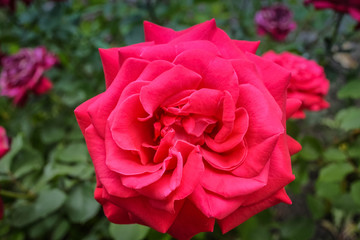 Red roses with green leaves