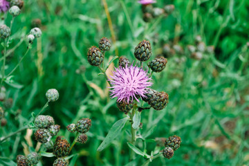 Pink agrimony against the background of a green field