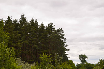 Coniferous forest against the sky