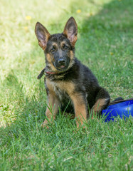 German shepherd puppy - adorable german shepherd puppy on the grass