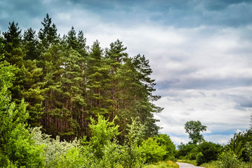 Coniferous forest against the sky
